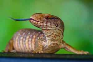 il panana blu lingua lizzard foto