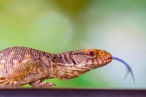 il panana blu lingua lizzard foto