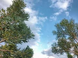 Due alberi con blu cielo sfondo foto