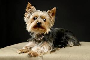 cucciolo di yorkshire terrier in posa su uno sfondo nero foto