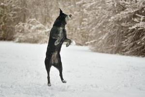 giocando e saltando cane labrador nero in inverno sulla neve foto