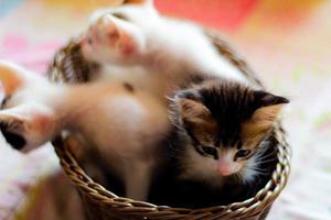 tre colorato gattini nel un' Marrone di vimini cestino foto