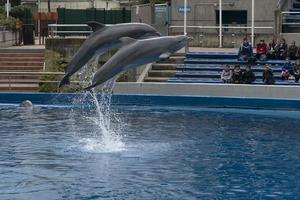 Madrid, Spagna - aprile 1 2019 - il delfino mostrare a acquario zoo foto