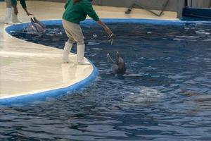 Madrid, Spagna - aprile 1 2019 - il delfino mostrare a acquario zoo foto