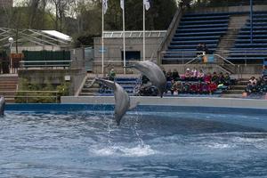 Madrid, Spagna - aprile 1 2019 - il delfino mostrare a acquario zoo foto