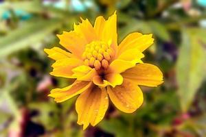 bellissimo giallo cosmo solforoso con bagnato petali foto