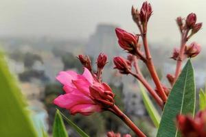 fucsia oleandro fiori su terrazza più vicino paesaggio nel il cielo foto