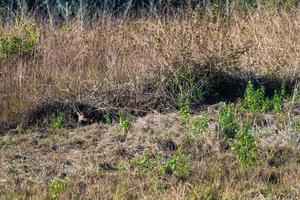 cervo nel il prato natura conservazione la zona foto