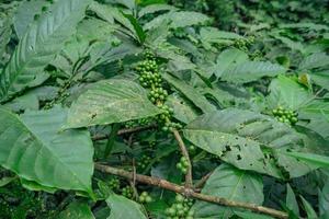 verde caffè fagiolo quando primavera stagione su tropicale foresta. il foto è adatto per uso per natura sfondo, caffè negozio sfondo e agricolo soddisfare media.