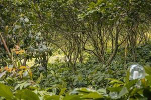 il modo andando per in profondità foresta quando primavera volta. il foto è adatto per uso per avventura soddisfare media, natura manifesto e foresta sfondo.