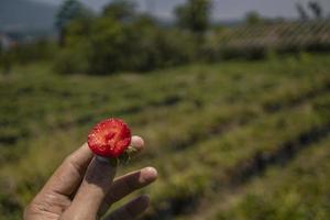 vicino su foto di fragola Ritaglia quando raccogliere stagione su il su collina giardino malang. il foto è adatto per uso per botanico manifesto, sfondo e raccogliere pubblicità.