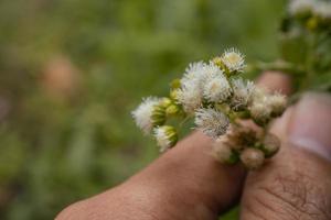 piccolo bianca fiore mini cuffie quando primavera su il giardino. il foto è adatto per uso per fiore sfondo, viaggiatore manifesto e botanico soddisfare media.