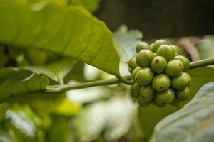 verde caffè fagiolo quando primavera stagione su tropicale foresta. il foto è adatto per uso per natura sfondo, caffè negozio sfondo e agricolo soddisfare media.