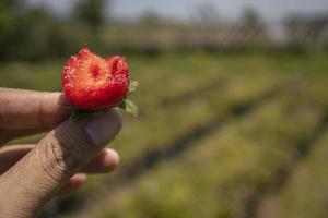 vicino su foto di fragola Ritaglia quando raccogliere stagione su il su collina giardino malang. il foto è adatto per uso per botanico manifesto, sfondo e raccogliere pubblicità.