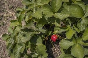 vicino su foto di rosso fragola quando raccogliere stagione su il Giardino dietro la casa giardino. vicino su foto di rosso fragola quando raccogliere stagione su il Giardino dietro la casa giardino.