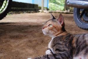 un adulto femmina gatto rilassante all'aperto foto