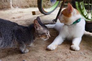 un' bianca maschio gatto è giocando all'aperto foto