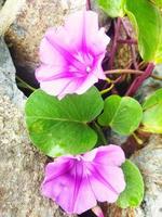 Ipomoea pes-caprae plantae foto