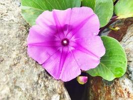 Ipomoea pes-caprae plantae foto