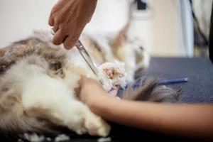 donna che taglia i capelli del piede di un gatto foto