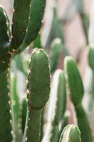 cactus nel parco durante il giorno foto