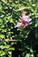 fiore viola nel parco foto