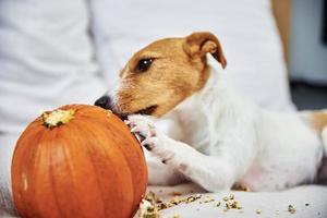 cane rosicchia arancia zucca in casa foto