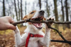 cane giocare con un' ramo nel autunno foresta foto
