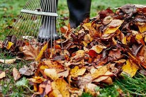 donna rastrellamento mucchio di autunno le foglie a giardino con rastrello foto