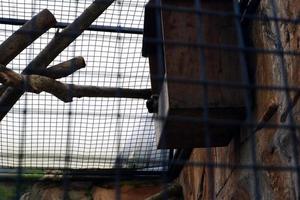 selettivo messa a fuoco di pelle d'oro lemuri quello siamo arrampicata il ferro di loro gabbie. foto