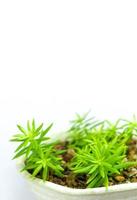 pianta succulenta stonecrop, foglie fresche dettaglio di sedum angelina foto