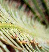 le foglie pinnately composte della pianta di cycas siamensis foto