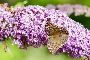 farfalla su viola fiori foto