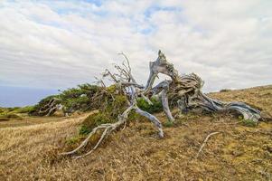 contorto albero tronco foto