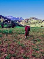 osservando il maestoso cavallo pascolo a il vertice di un' montagna un' viaggio in il cuore di natura tranquillo bellezza foto