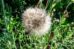 bellissimo selvaggio in crescita fiore seme dente di leone su sfondo prato foto