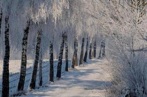 inverno tempo nel westfalia foto