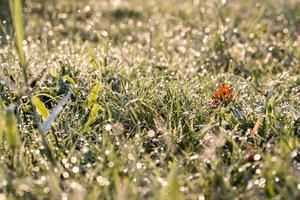 rugiada di erba verde al mattino foto