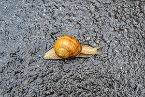 grande lumaca da giardino in guscio che striscia sulla strada bagnata affrettati a casa foto