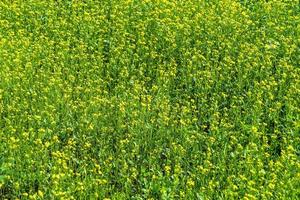 fotografia su tema bene selvaggio in crescita fiore mostarda su sfondo prato foto