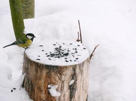 verde tetta si siede su un' ceppo vicino semi, in giro bianca neve, Affamato freddo inverno foto