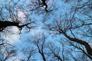 alto spoglio alberi alto nel il blu cielo foto