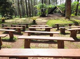 un' collezione di di legno panchine di fronte il palcoscenico nel il mezzo di un' pino foresta foto