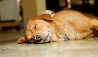 avvicinamento viso di labrador addormentato su pavimento foto