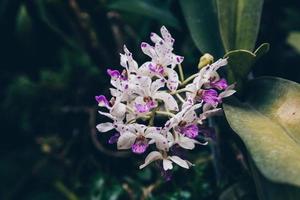 foto di orchidea fiore fioritura nel il giardino