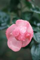 rosa rosa fiori coperto con acqua goccioline foto