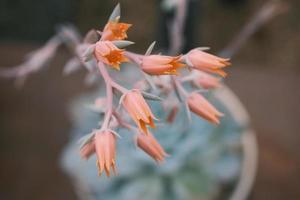 kalanchoe gastonis bonnieri asino orecchie o palma campanelli - floreale macro foto