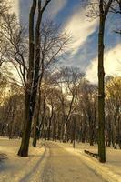 alberi rami coperto nel neve sfondo nero e bianca foto