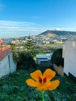 esplorando il naturale bellezza di urbano vita su un' freddo mattina nel il città foto