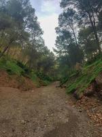 nascosto piacere di natura per scoprire il scenario di il sentiero nel il montagna foto